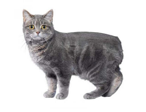 Spanish best sale cat breed